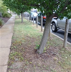 Pyrus calleryana at Watson, ACT - 4 Nov 2025 04:16 PM
