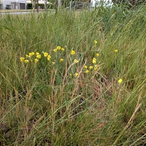 Goodenia pinnatifida at Franklin, ACT - Today by chriselidie