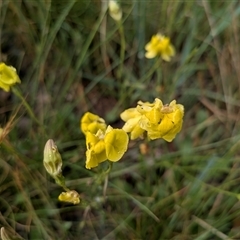 Goodenia pinnatifida at Franklin, ACT - 4 Nov 2025 04:52 PM