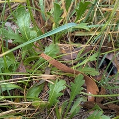 Goodenia pinnatifida at Franklin, ACT - 4 Nov 2025 04:52 PM