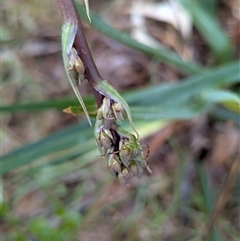 Unverified Spider at Franklin, ACT - 4 Nov 2025 by chriselidie