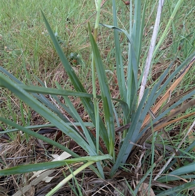 Dianella (genus) (Flax Lily) at Franklin, ACT - 14 Nov 2025 by chriselidie