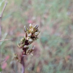 Dianella (genus) at Franklin, ACT - 4 Nov 2025 06:11 PM