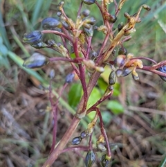 Dianella (genus) at Franklin, ACT - 4 Nov 2025 06:11 PM