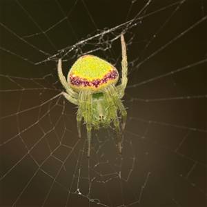 Araneus circulissparsus (species group) at Yarralumla, ACT - 30 Oct 2025 10:04 AM