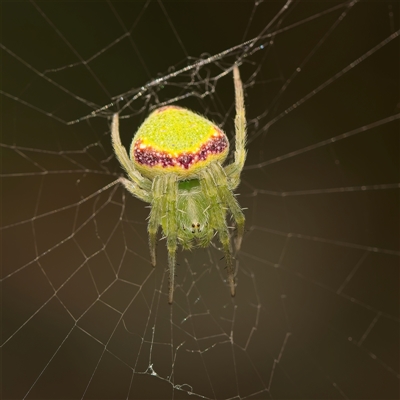 Araneus circulissparsus (species group) (Speckled Orb-weaver) at Yarralumla, ACT - 30 Oct 2025 by Debbie05