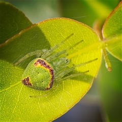 Araneus circulissparsus (species group) at Yarralumla, ACT - 30 Oct 2025 10:04 AM