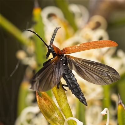 Porrostoma rhipidium (Long-nosed Lycid (Net-winged) beetle) at Yarralumla, ACT - 30 Oct 2025 by Debbie05