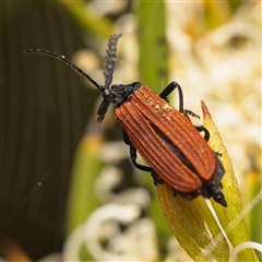 Porrostoma rhipidium at Yarralumla, ACT - 30 Oct 2025 10:22 AM