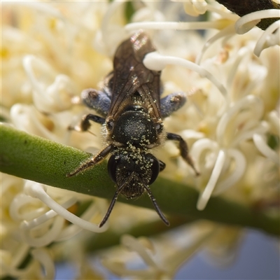 Lasioglossum (Chilalictus) sp. (genus & subgenus) (Halictid bee) at Yarralumla, ACT - 30 Oct 2025 by Debbie05