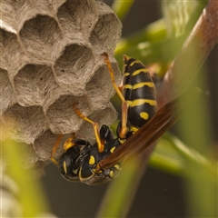 Polistes (Polistes) chinensis (Asian paper wasp) at Yarralumla, ACT - 30 Oct 2025 by Debbie05