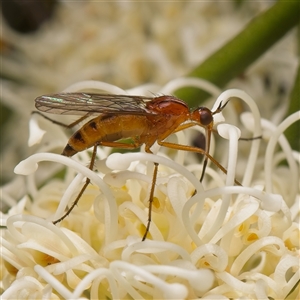 Empididae (family) at Yarralumla, ACT - 30 Oct 2025 10:55 AM