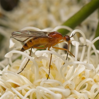 Empididae (family) (Dance fly) at Yarralumla, ACT - 30 Oct 2025 by Debbie05
