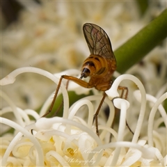 Empididae (family) at Yarralumla, ACT - 30 Oct 2025 10:55 AM