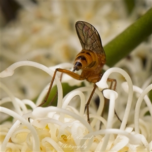 Empididae (family) at Yarralumla, ACT - 30 Oct 2025 10:55 AM