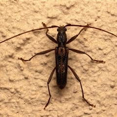 Aesiotyche favosa (Favosa longhorn beetle) at Ainslie, ACT - 30 Sep 2025 by jb2602