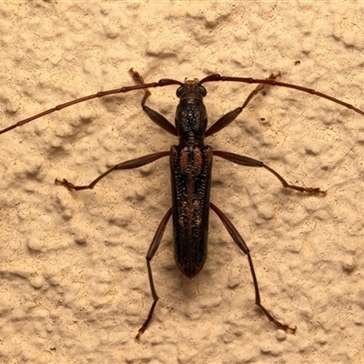 Aesiotyche favosa (Favosa longhorn beetle) at Ainslie, ACT - 30 Sep 2025 by jb2602