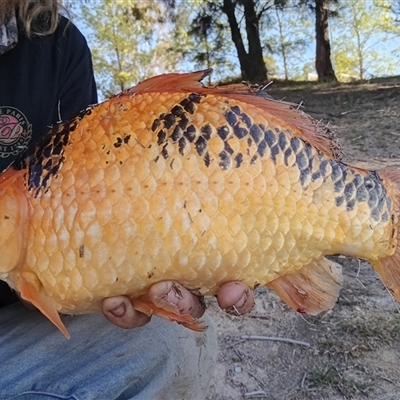 Carassius auratus (Goldfish) at  - suppressed by Kendo