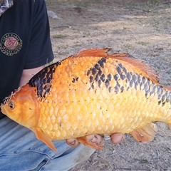 Carassius auratus at Greenway, ACT - suppressed