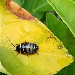 Ellipsidion australe (Austral Ellipsidion cockroach) at Chisholm, ACT - 28 Oct 2025 by Kendo