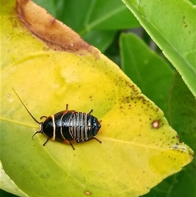 Ellipsidion australe (Austral Ellipsidion cockroach) at Chisholm, ACT - 28 Oct 2025 by Kendo