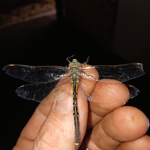 Unverified Damselfly (Zygoptera) by Kendo