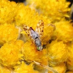 Austrotephritis poenia (Australian Fruit Fly) at Yarralumla, ACT - 21 Oct 2025 by TimL