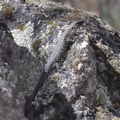 Egernia cunninghami (Cunningham's Skink) at Paddys River, ACT - 15 Oct 2025 by TimL