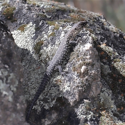 Egernia cunninghami (Cunningham's Skink) at Paddys River, ACT - 15 Oct 2025 by TimL
