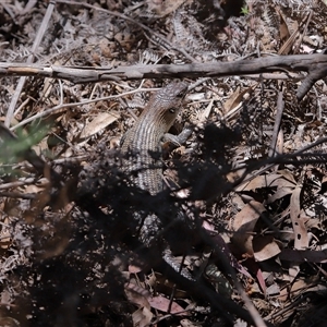 Egernia cunninghami at Paddys River, ACT - 15 Oct 2025 by TimL