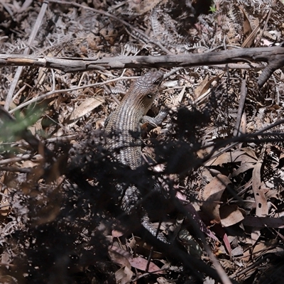 Egernia cunninghami (Cunningham's Skink) at Paddys River, ACT - 15 Oct 2025 by TimL