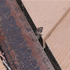 Egernia cunninghami (Cunningham's Skink) at Paddys River, ACT - 15 Oct 2025 by TimL