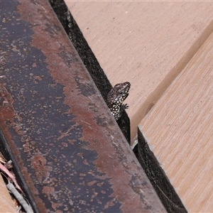 Egernia cunninghami at Paddys River, ACT - 15 Oct 2025 by TimL