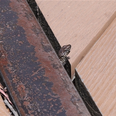 Egernia cunninghami (Cunningham's Skink) at Paddys River, ACT - 15 Oct 2025 by TimL