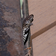 Egernia cunninghami at Paddys River, ACT - 15 Oct 2025 11:12 AM