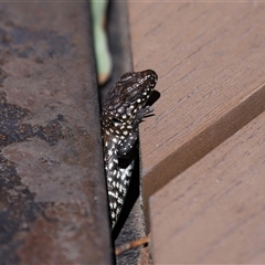 Egernia cunninghami at Paddys River, ACT - 15 Oct 2025 11:12 AM