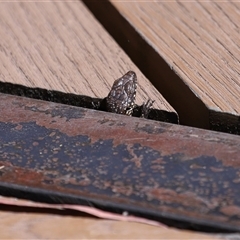 Egernia cunninghami at Paddys River, ACT - 15 Oct 2025 11:12 AM
