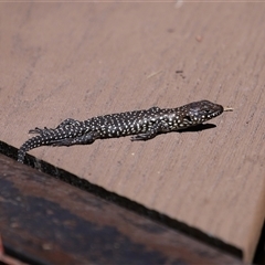 Egernia cunninghami at Paddys River, ACT - 15 Oct 2025 11:12 AM