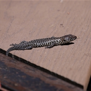 Egernia cunninghami at Paddys River, ACT - 15 Oct 2025 11:12 AM
