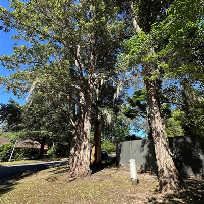 Unverified Moss, Liverwort or Hornwort at Wahroonga, NSW - 5 Nov 2025 by PhilipGreenwood