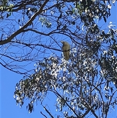 Unverified Parrot at Kungala, NSW - 5 Nov 2025 by donnanchris