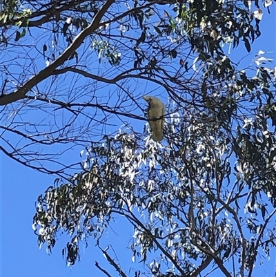 Unverified Parrot at Kungala, NSW - 5 Nov 2025 by donnanchris