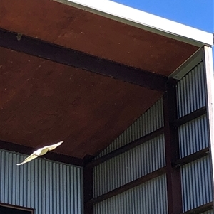 Unverified Parrot at Kungala, NSW - Today by donnanchris