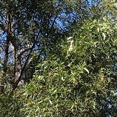 Unverified at suppressed - suppressed