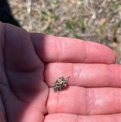 Heliocosma (genus - immature) (A tortrix or leafroller moth) at Bonython, ACT - 2 Nov 2025 by GG