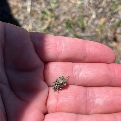 Heliocosma (genus - immature) (A tortrix or leafroller moth) at Bonython, ACT - 2 Nov 2025 by GG