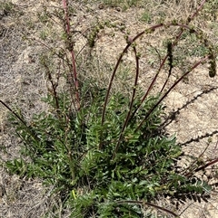 Acaena x ovina (Sheep's Burr) at Bonython, ACT - 2 Nov 2025 by GG