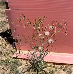 Senecio quadridentatus (Cotton Fireweed) at Bonython, ACT - 2 Nov 2025 by GG