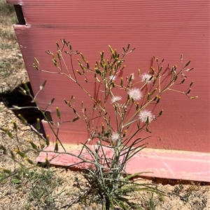 Unverified Plant at Bonython, ACT - 2 Nov 2025 by GG