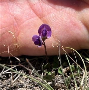 Unverified Pea at Bonython, ACT - 2 Nov 2025 by GG